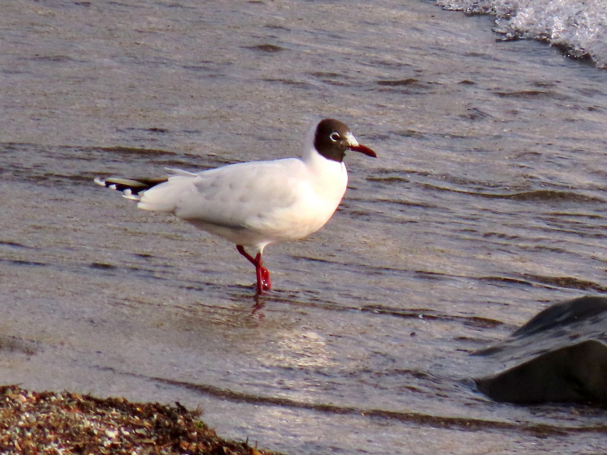 Brown-hooded Gull - Ariane Castro