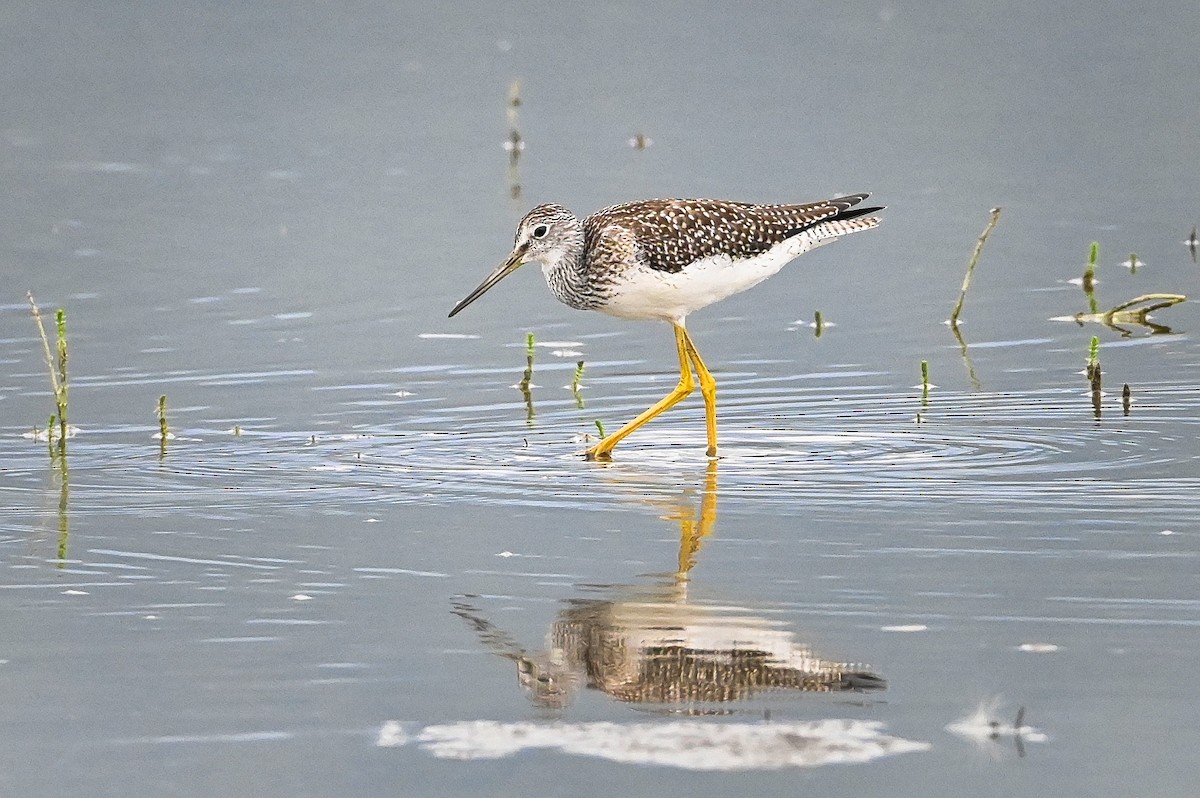 Greater Yellowlegs - ML360014421