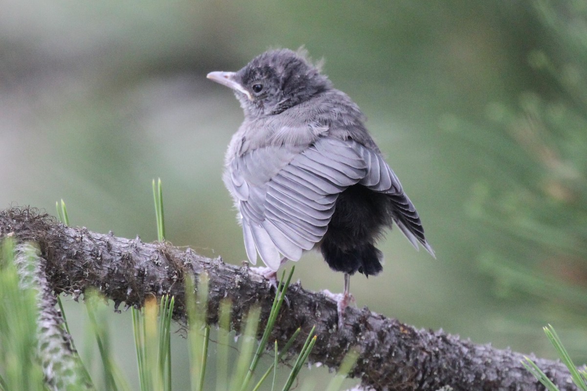 Gray Catbird - ML360014751