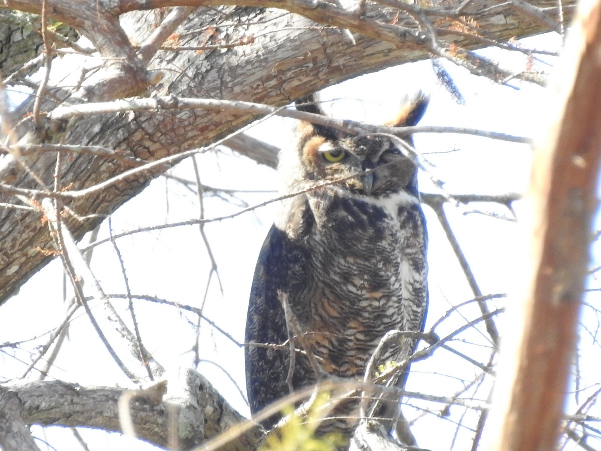 Great Horned Owl - Malise Prieto