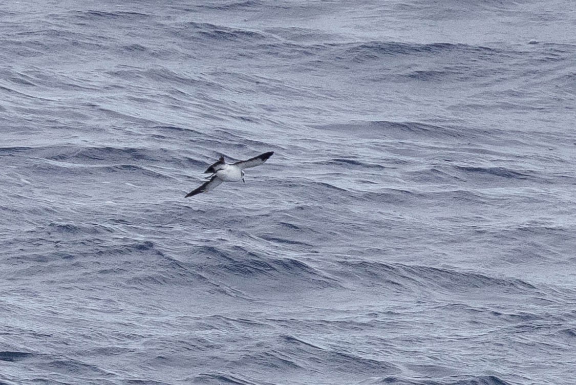 White-faced Storm-Petrel - ML360015521