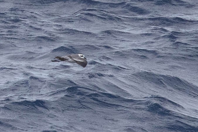 White-faced Storm-Petrel - ML360015551