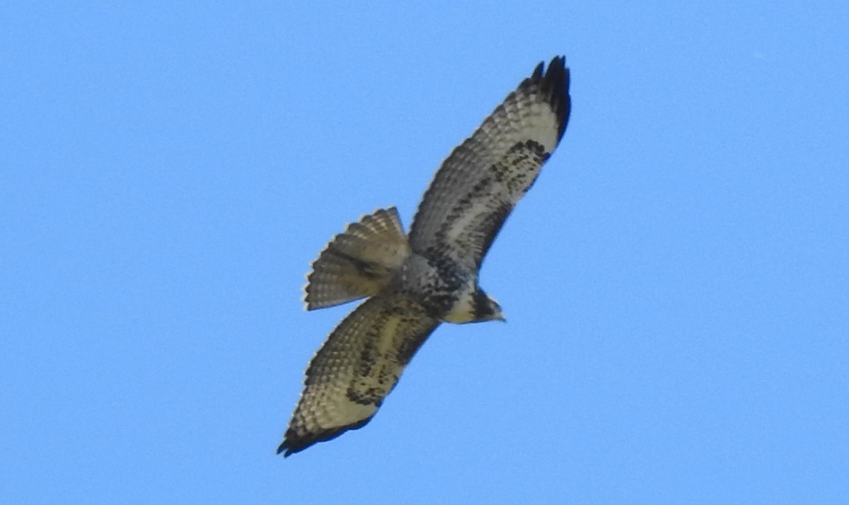 Red-tailed Hawk - ML360017381