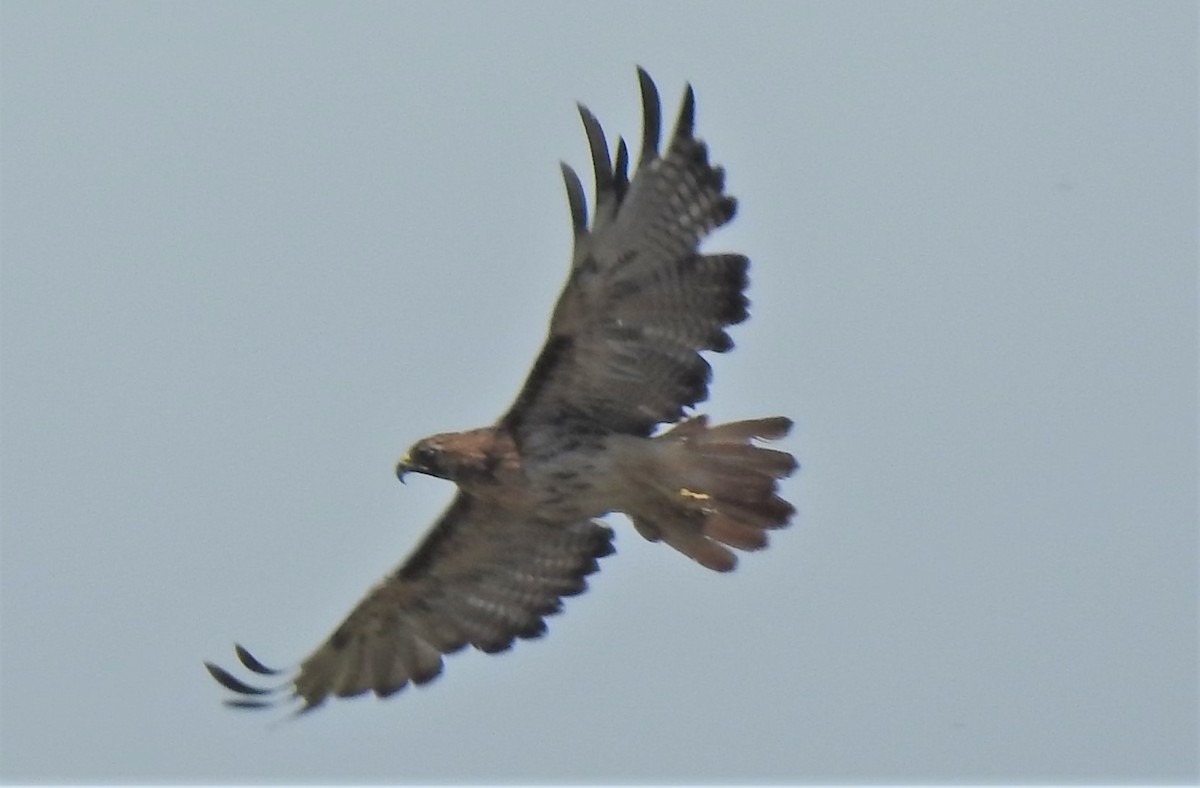 Red-tailed Hawk - ML360017391