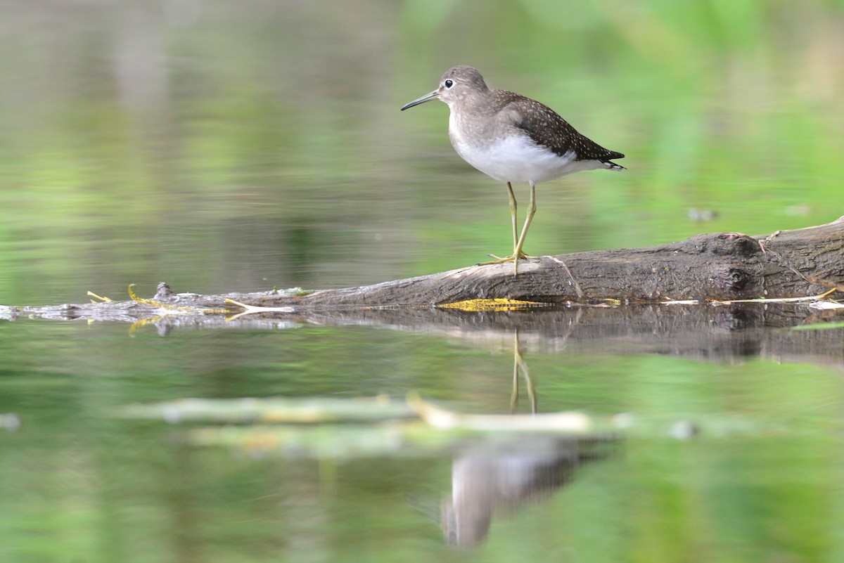 Solitary Sandpiper - ML360017581