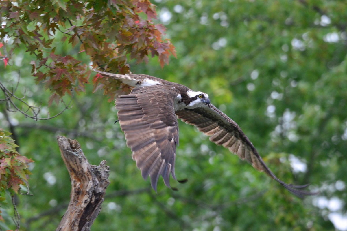Osprey - ML360017631
