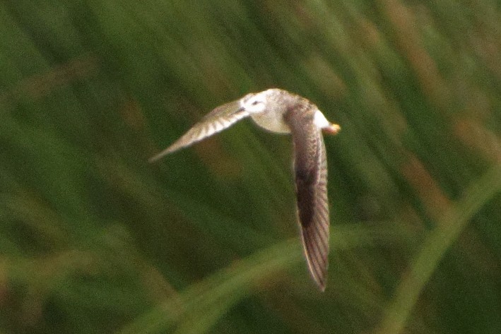 Wilson's Phalarope - ML360017671