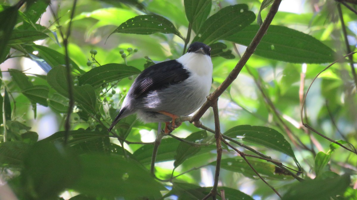 White-bearded Manakin - ML360017811