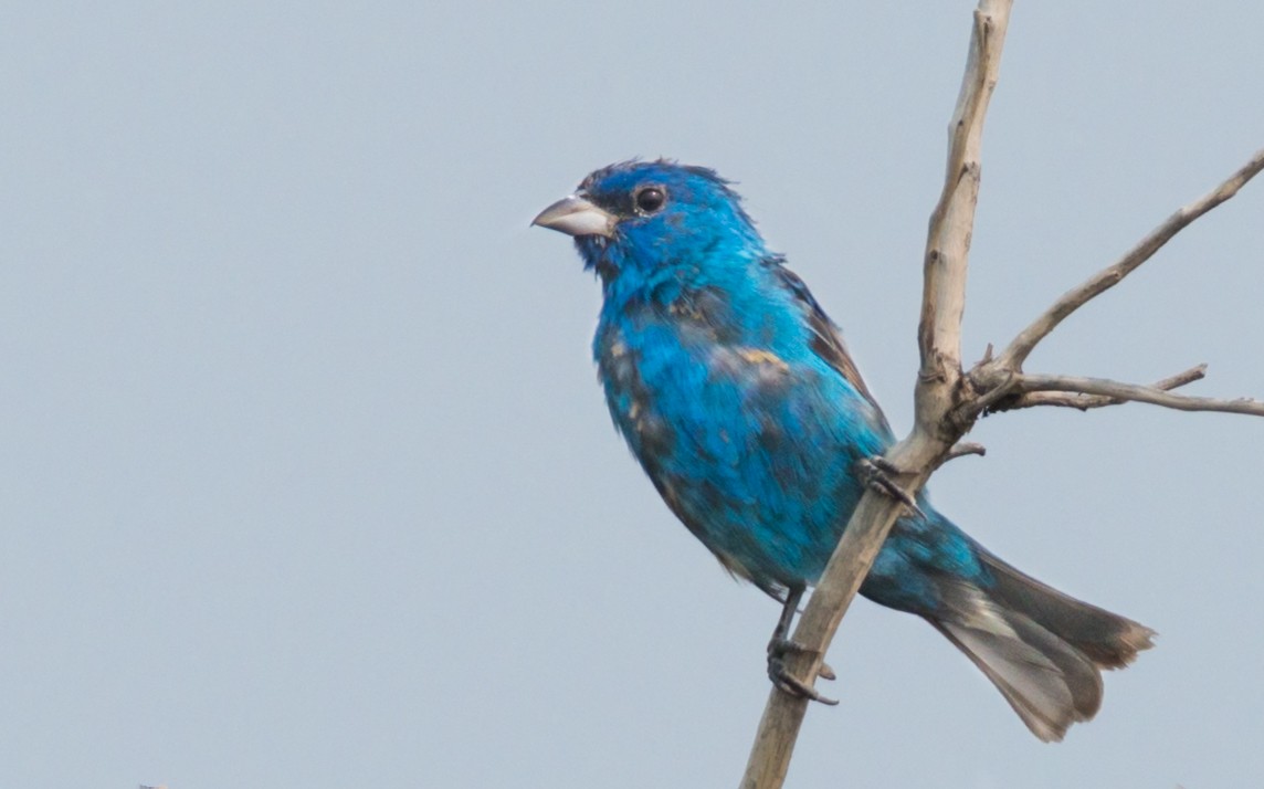 Indigo Bunting - ML360018181