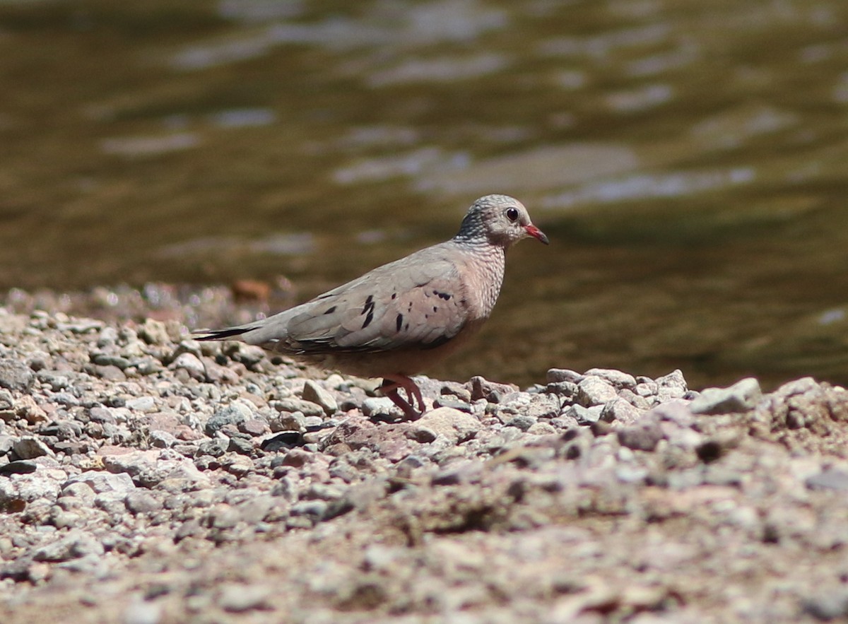 Common Ground Dove - ML360020221