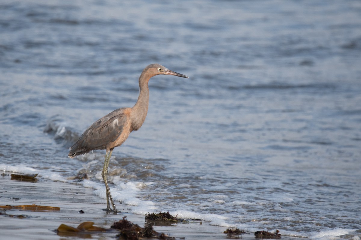 Reddish Egret - ML360020411