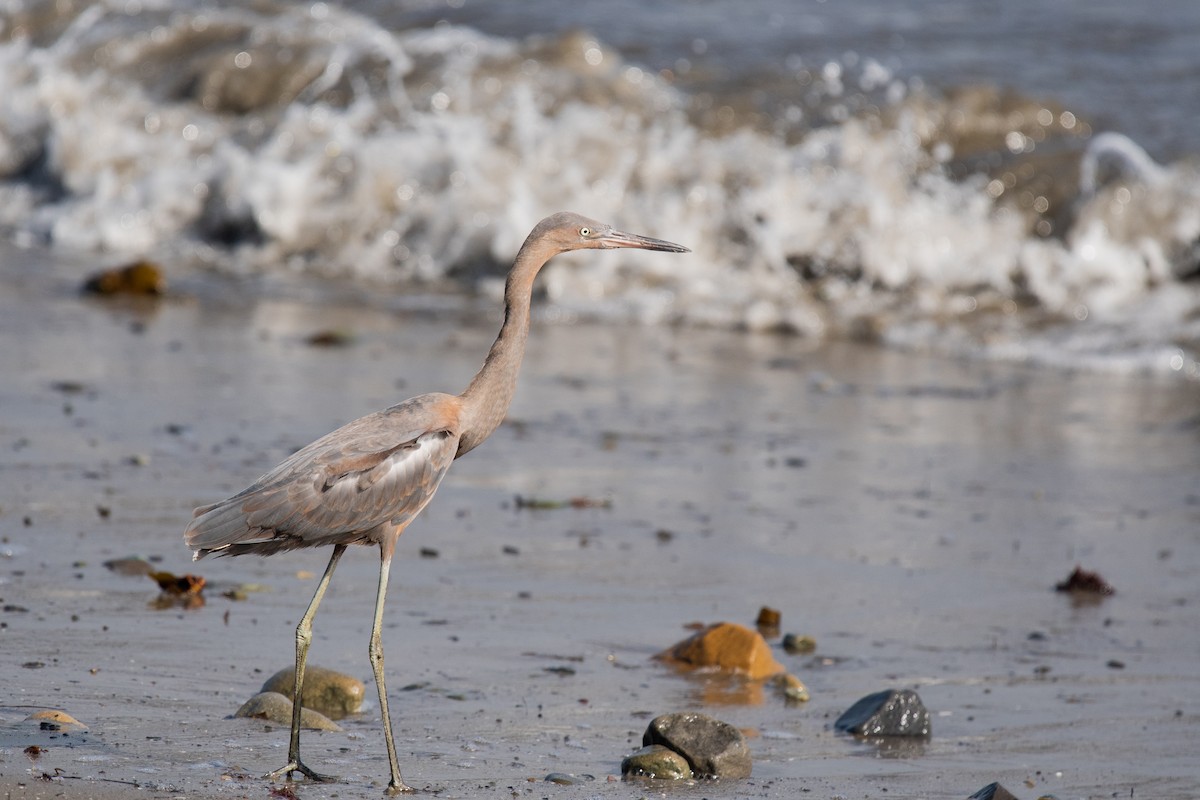 Reddish Egret - ML360020451