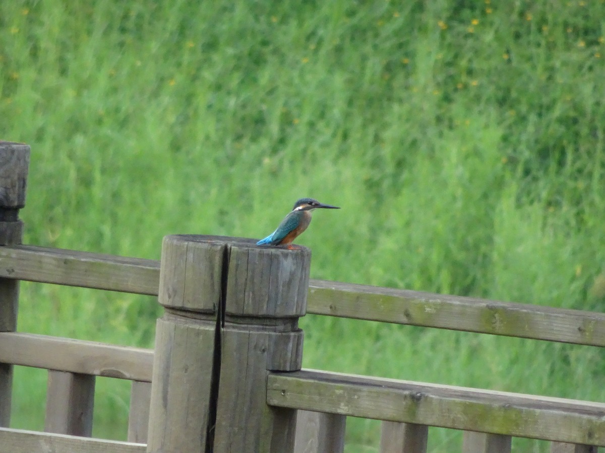 Common Kingfisher - ML360021751