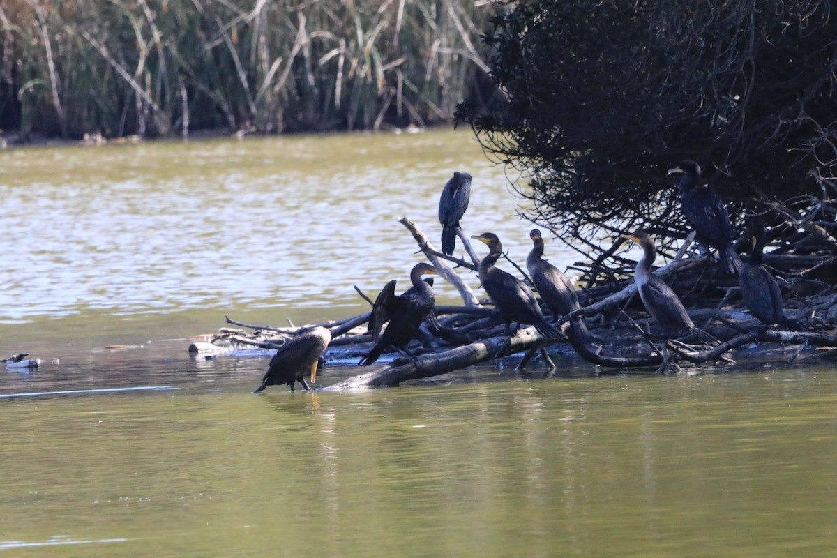 Double-crested Cormorant - ML360022581