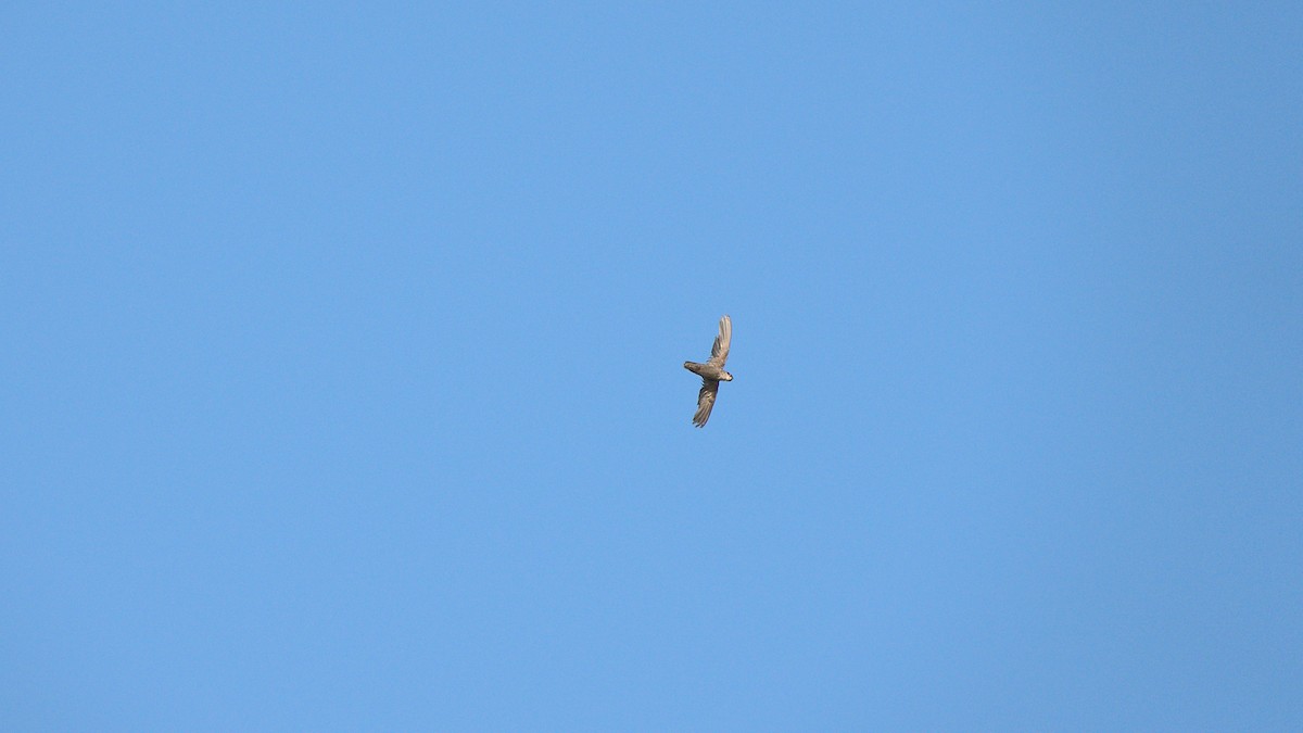 Chimney Swift - ML360027431
