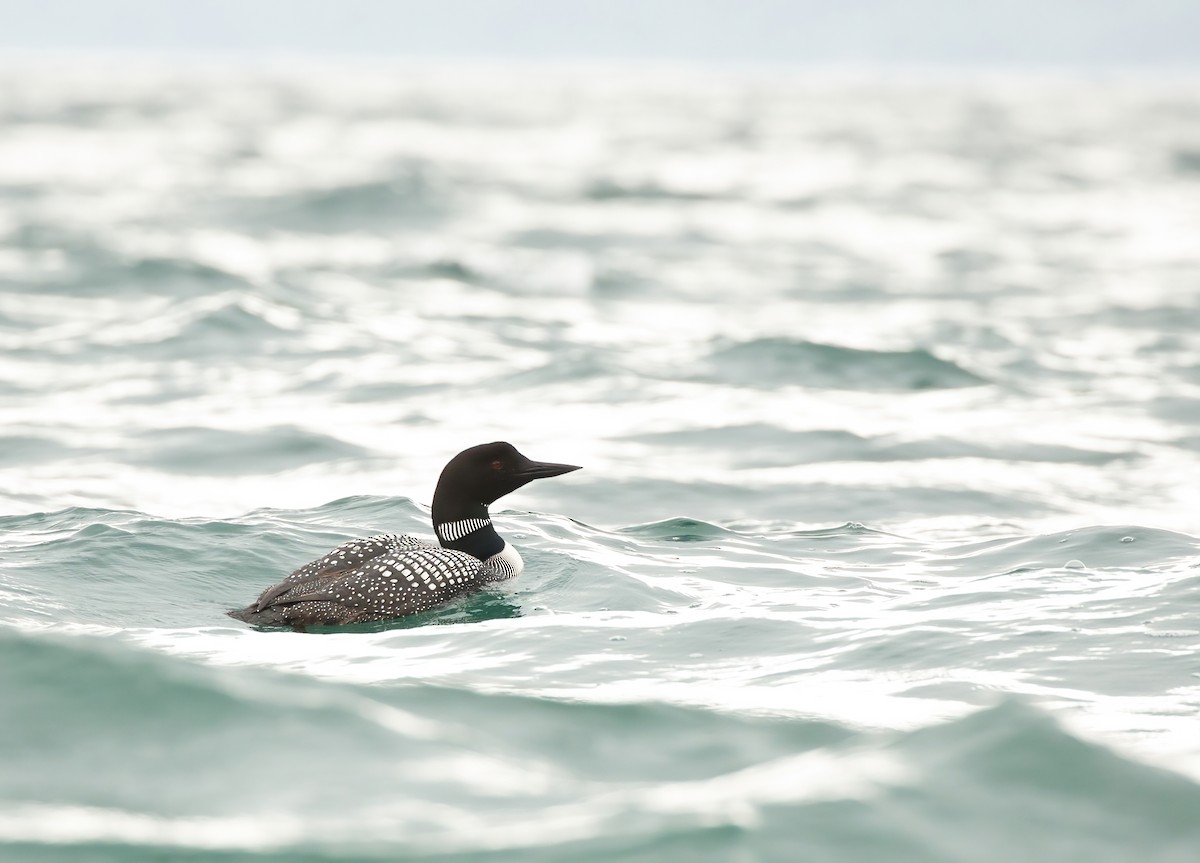 Common Loon - Joey  Hausler