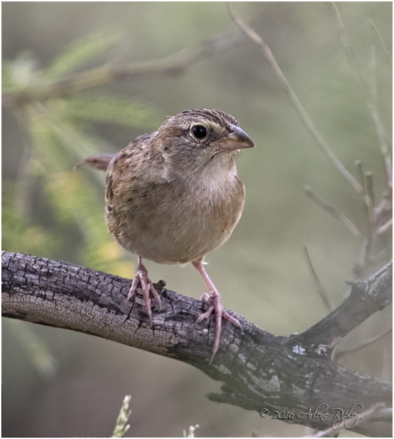 Botteri's Sparrow - ML36002851