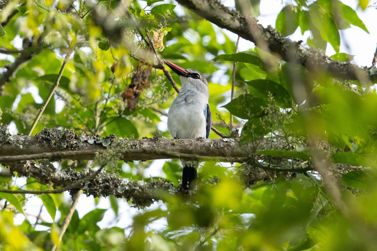 Woodland Kingfisher - ML360029921