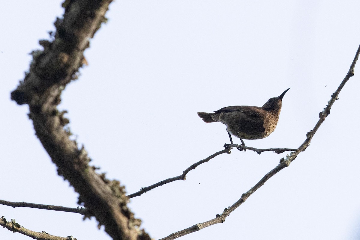 Green-throated Sunbird - ML360029951