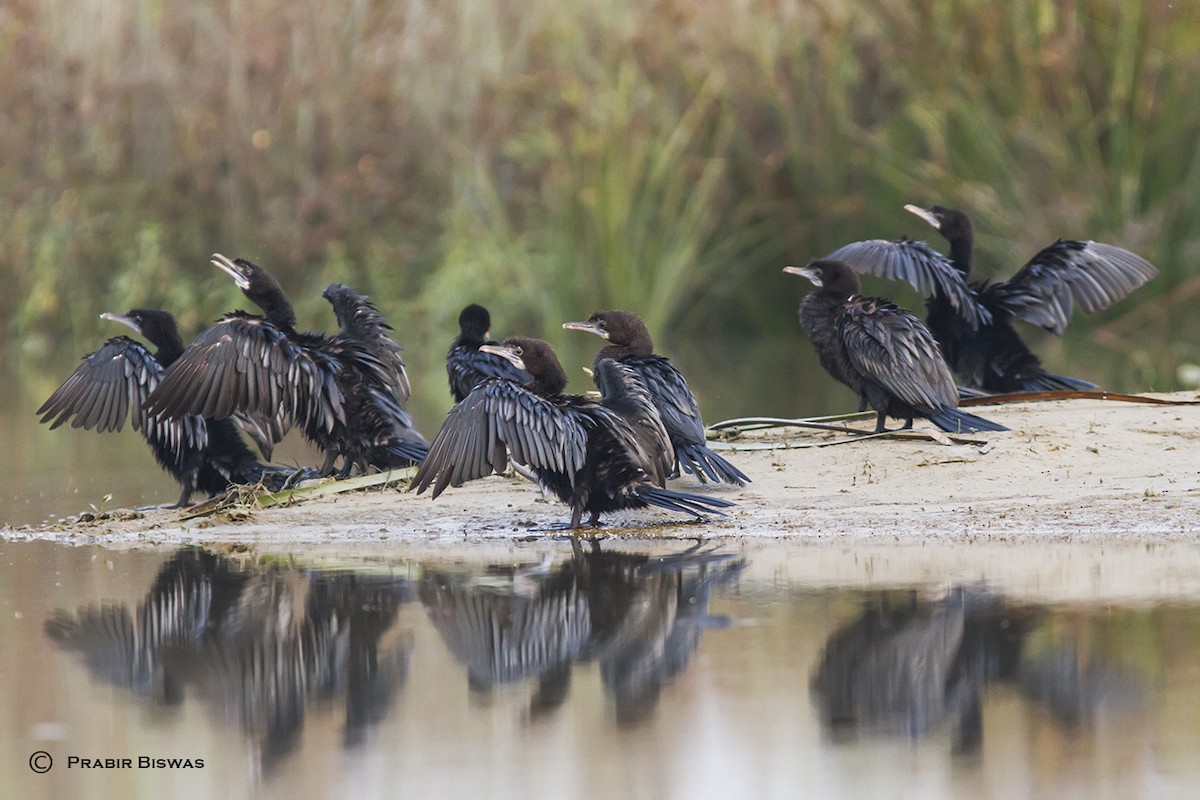 Little Cormorant - Prabir Biswas