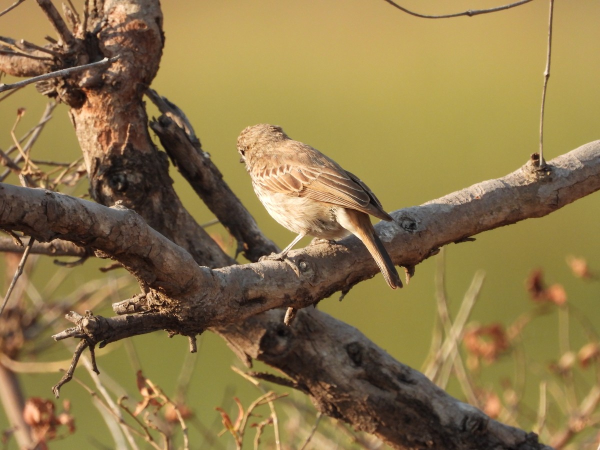 Böhm's Flycatcher - GARY DOUGLAS