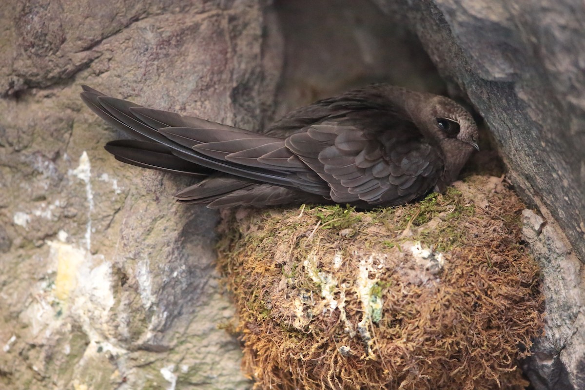 Black Swift - Aaron Maizlish