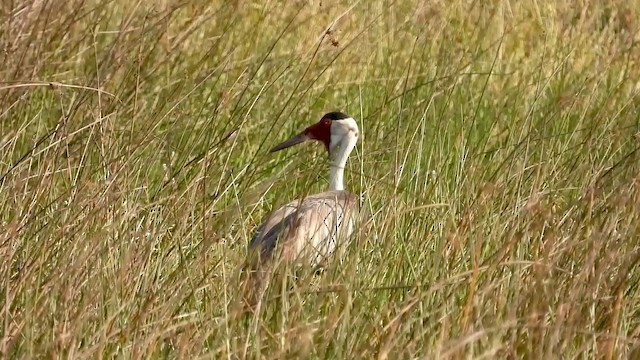 Wattled Crane - ML360030651