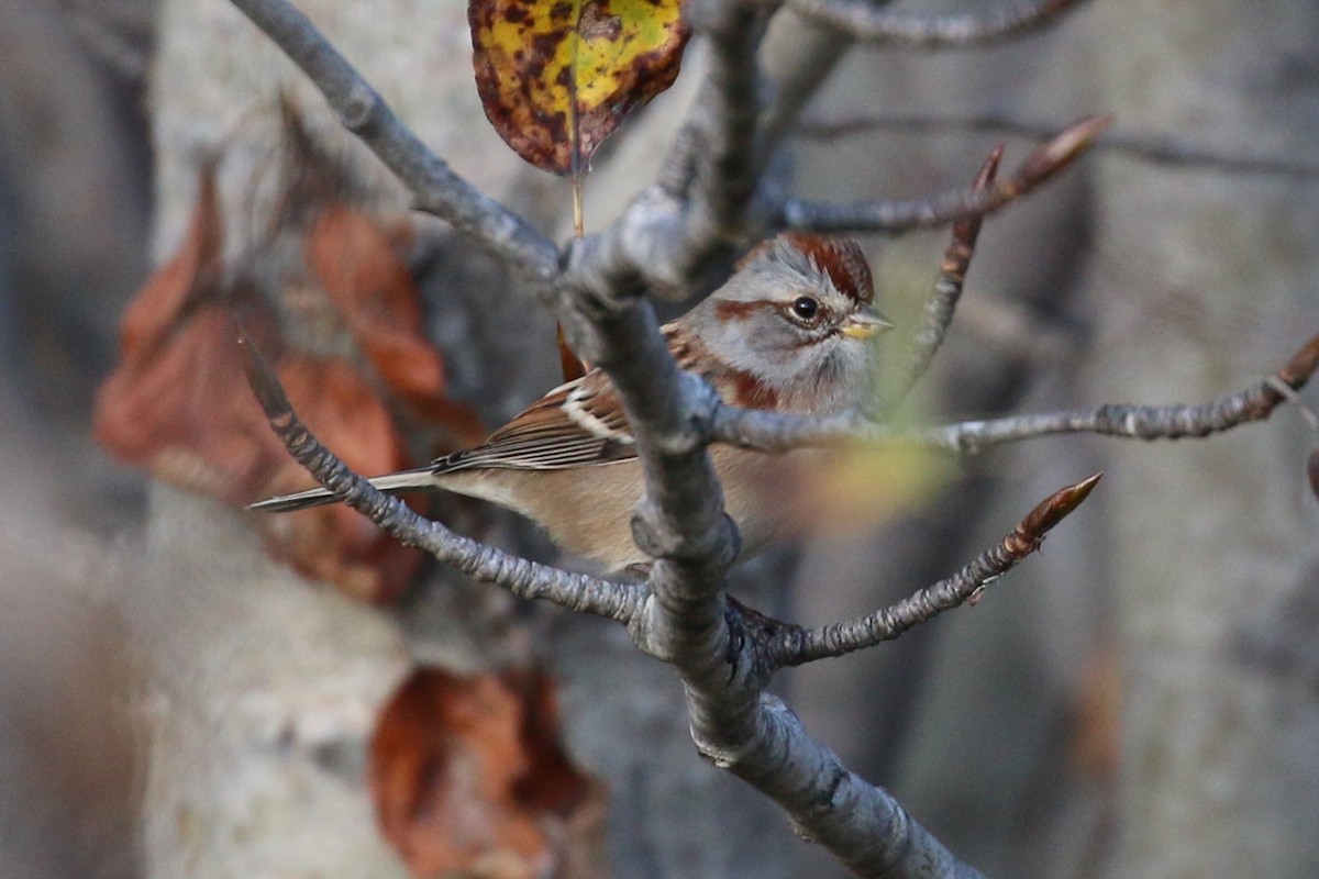 American Tree Sparrow - ML36003101