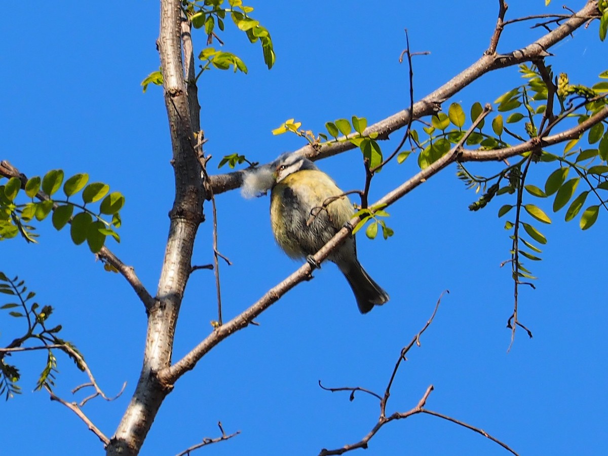 Eurasian Blue Tit - ML360031251