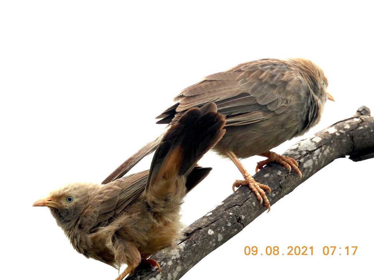 Yellow-billed Babbler - ML360031301