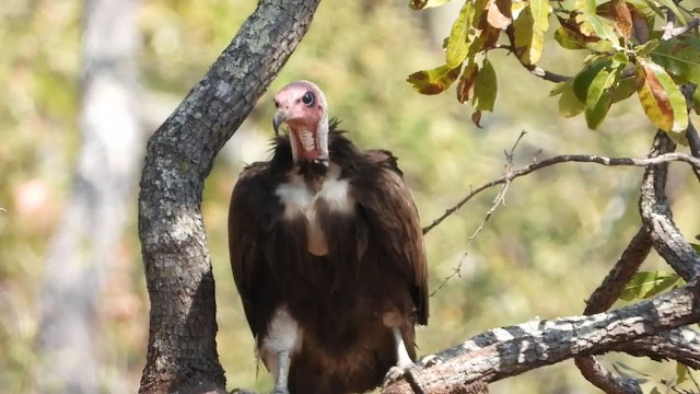 Hooded Vulture - ML360031461