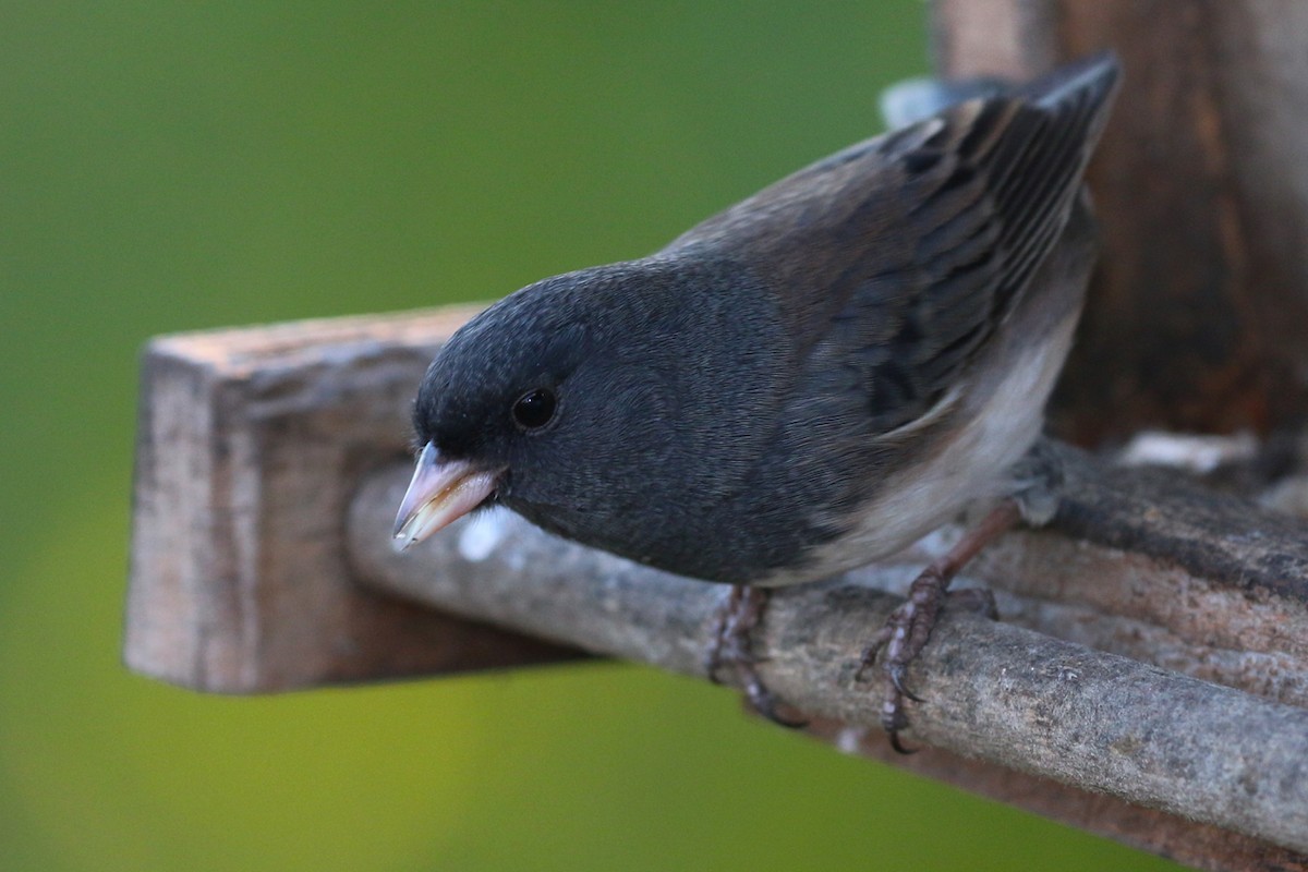 Junco Ojioscuro - ML36003181