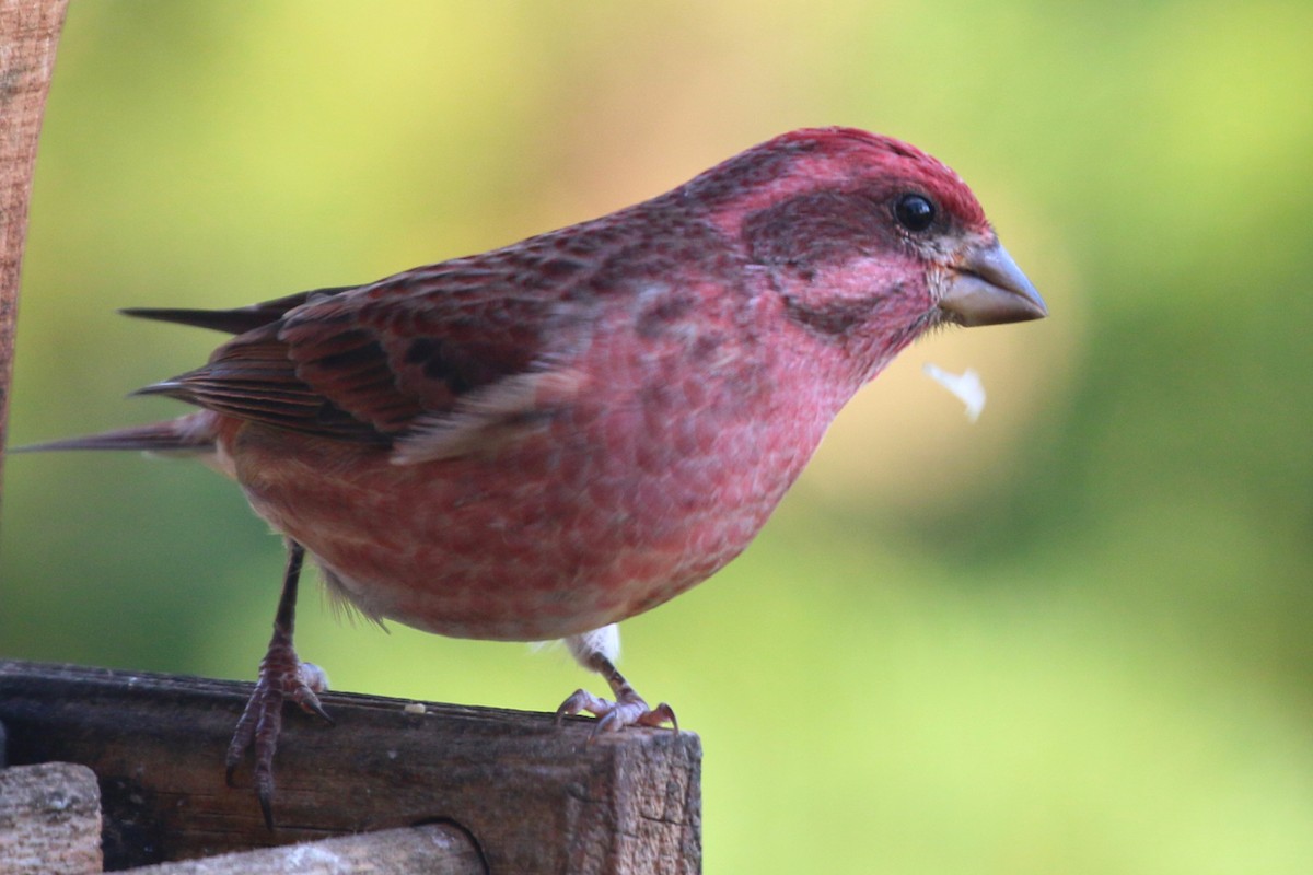 Purple Finch - Douglas Faulder