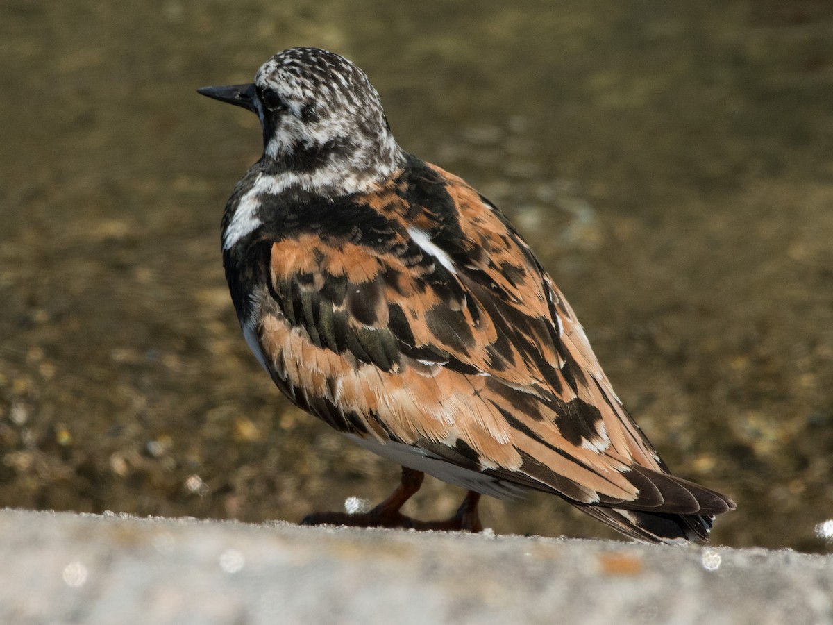 Ruddy Turnstone - ML360033061