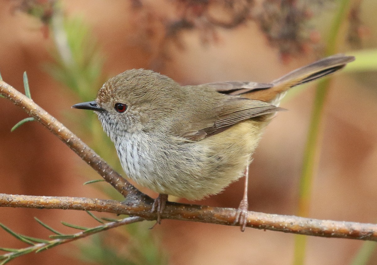 Brown Thornbill - ML360034311