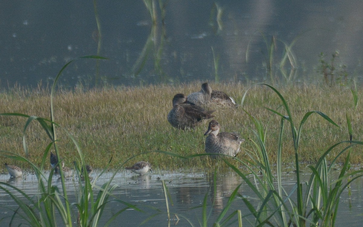 Green-winged Teal - ML360037551