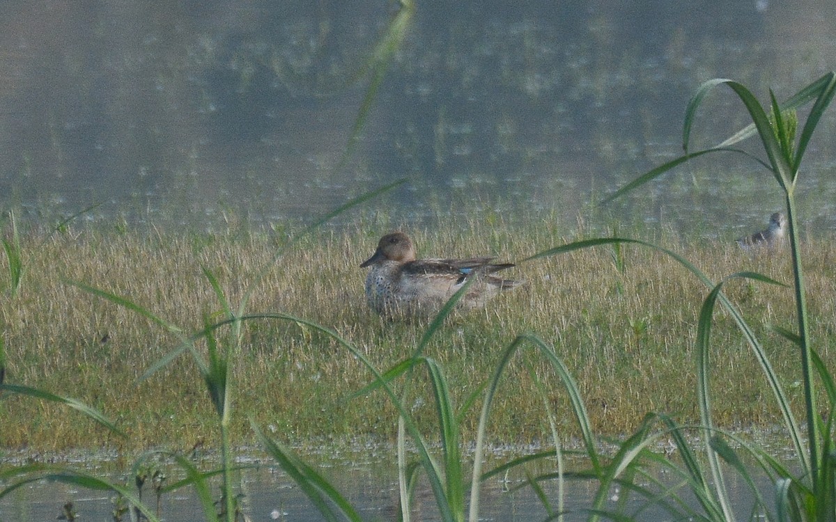 Green-winged Teal - ML360037581