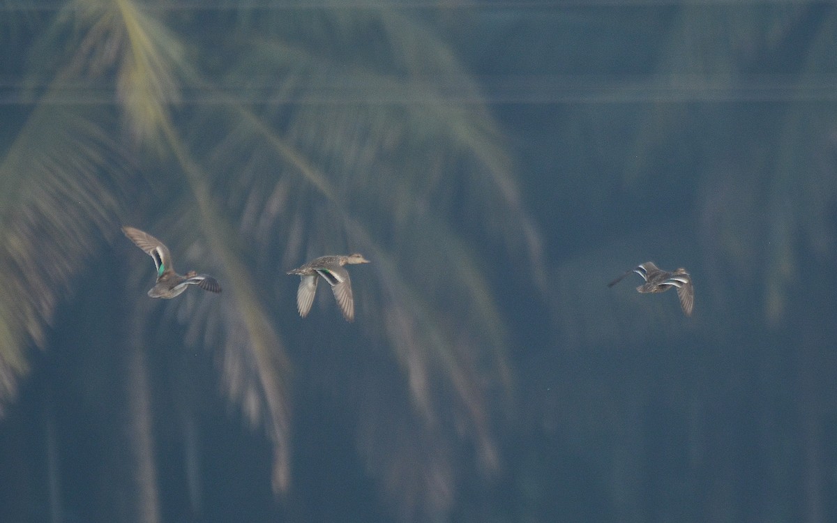 Green-winged Teal - ML360037591