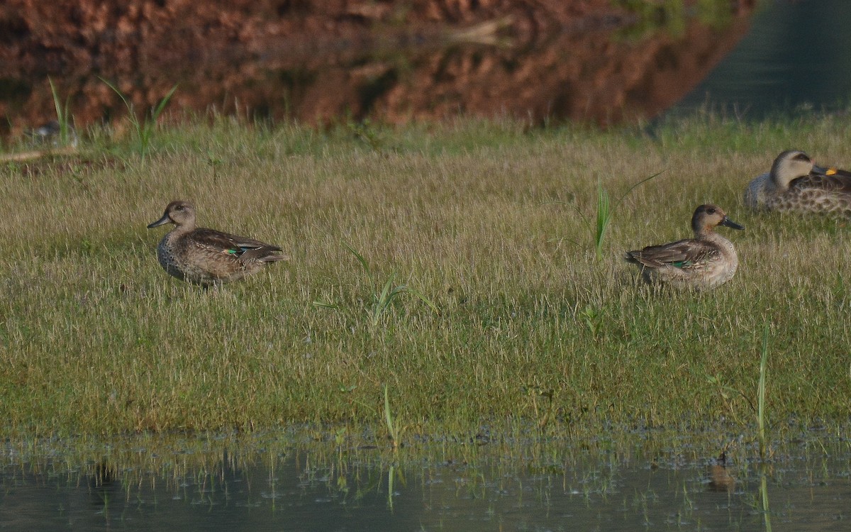 Green-winged Teal - ML360037601