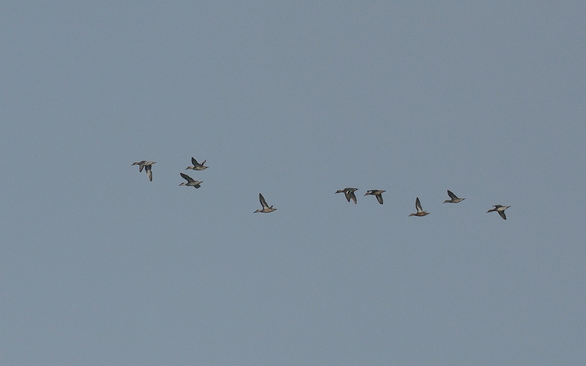 Green-winged Teal - ML360037691