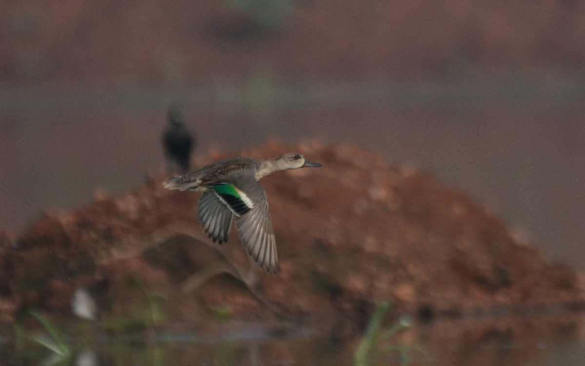Green-winged Teal - ML360037701