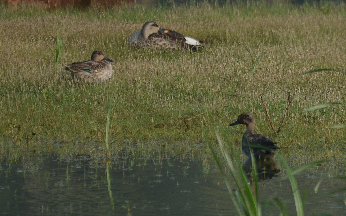 Green-winged Teal - ML360037721