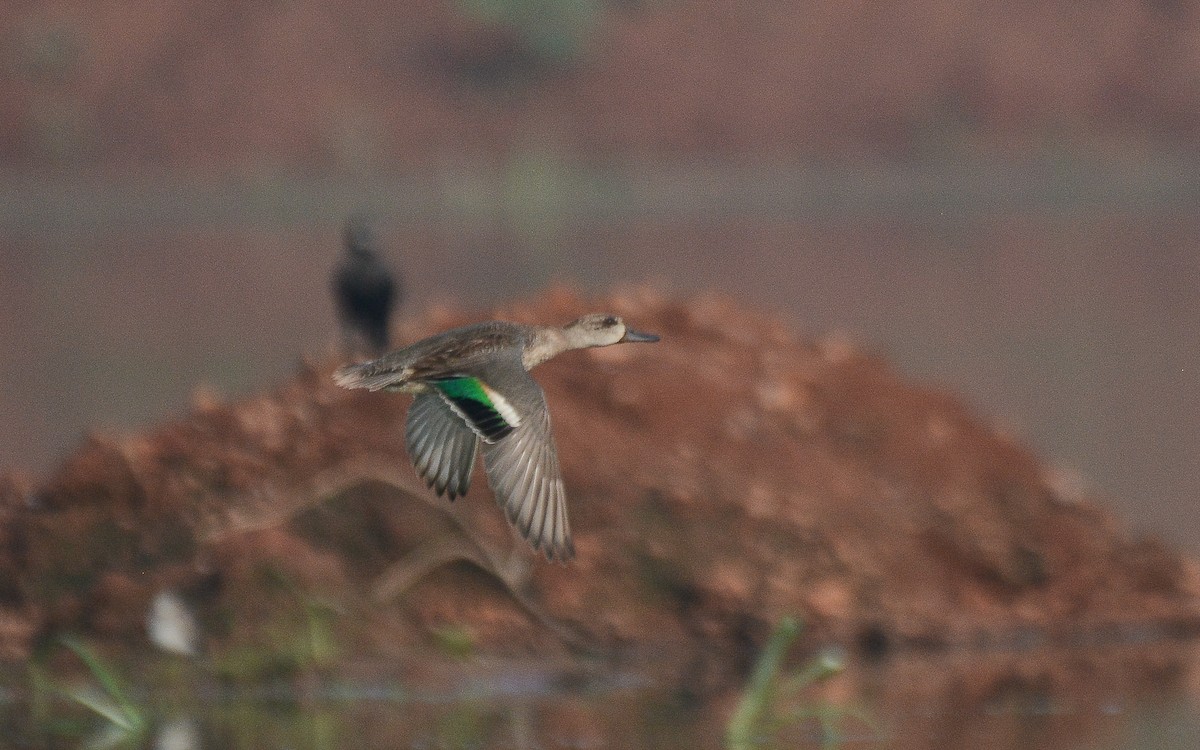 Green-winged Teal - ML360037731