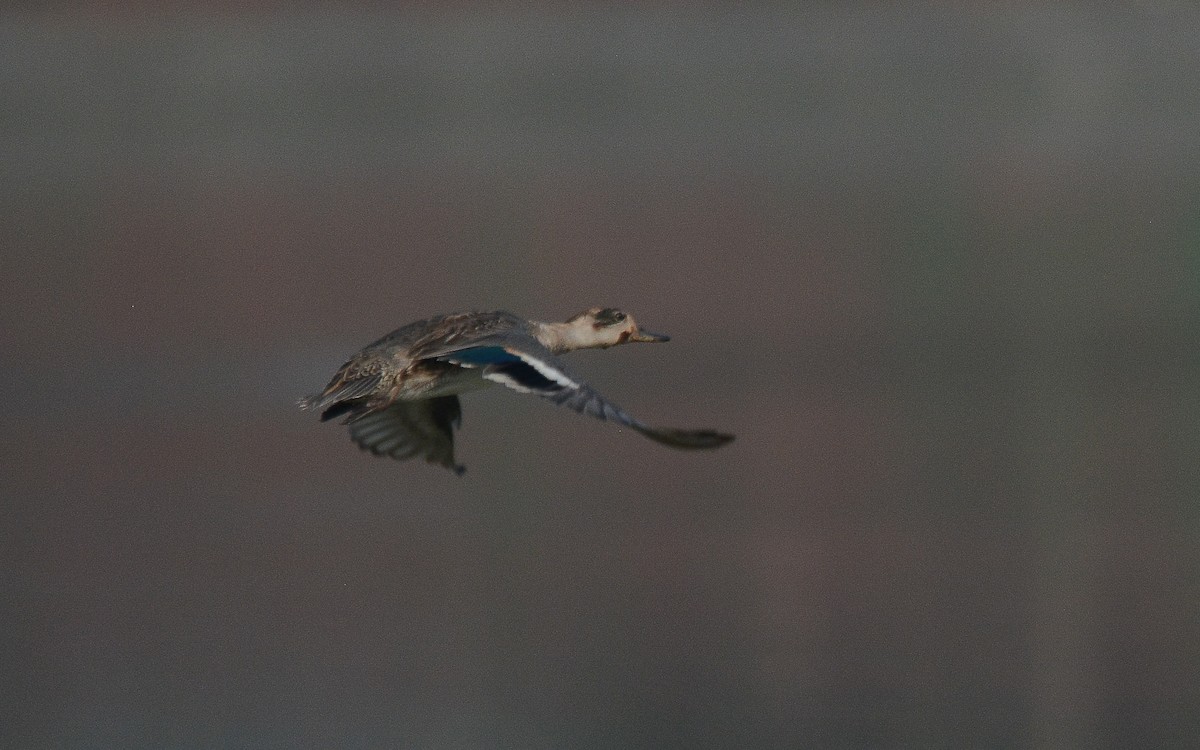 Green-winged Teal - ML360037741