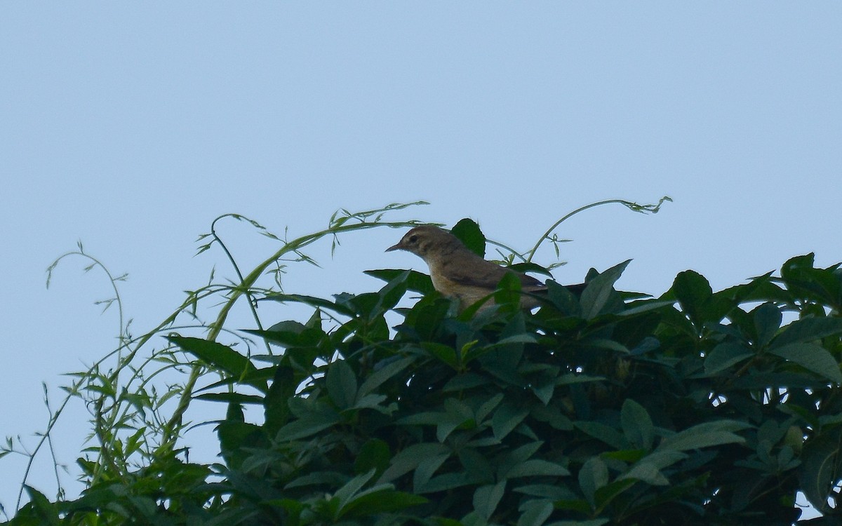 Booted/Sykes's Warbler - ML360038671