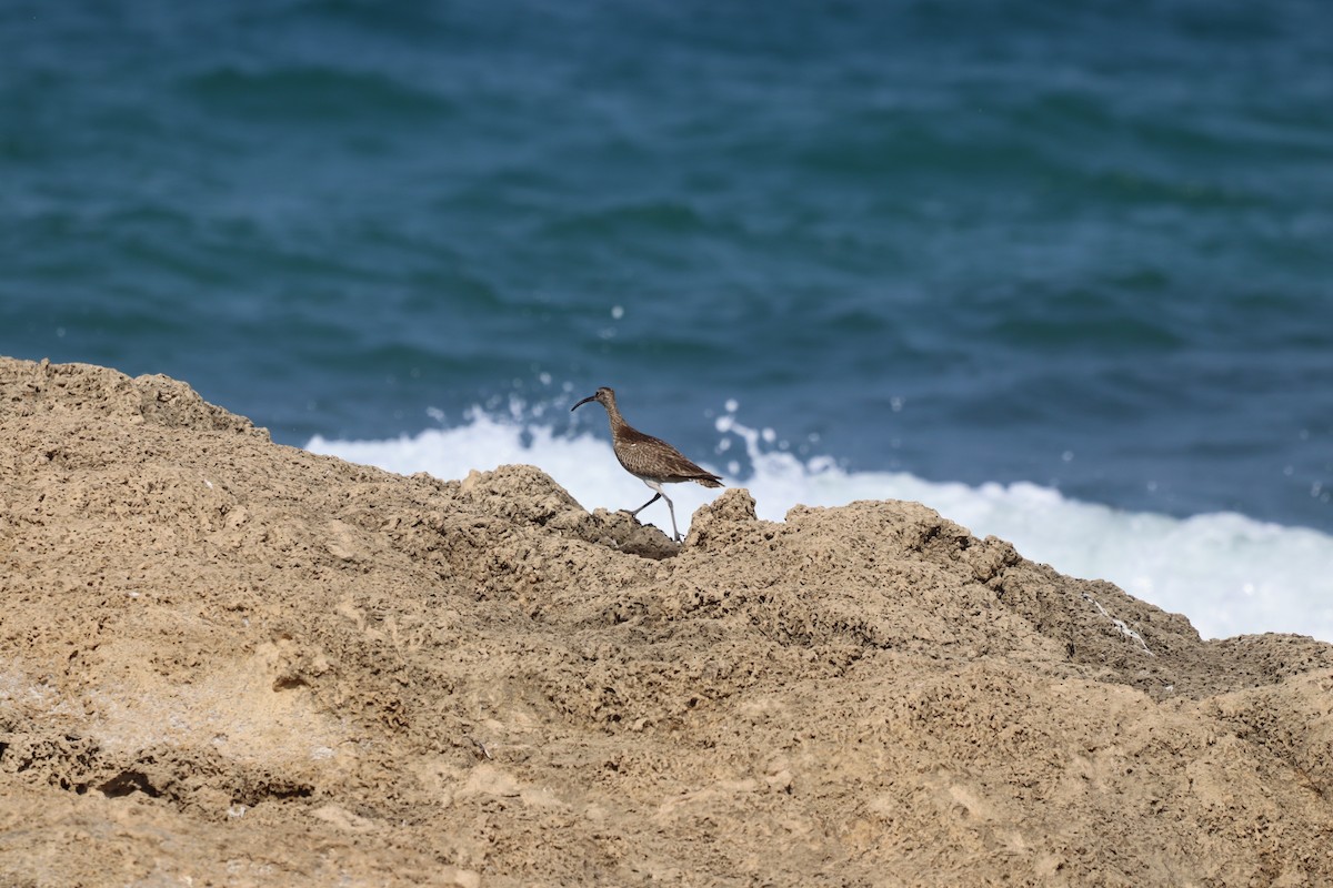 Whimbrel (European) - ML360042011