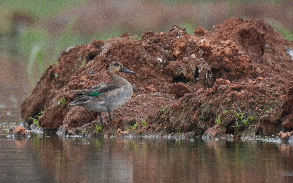 Green-winged Teal - ML360042231