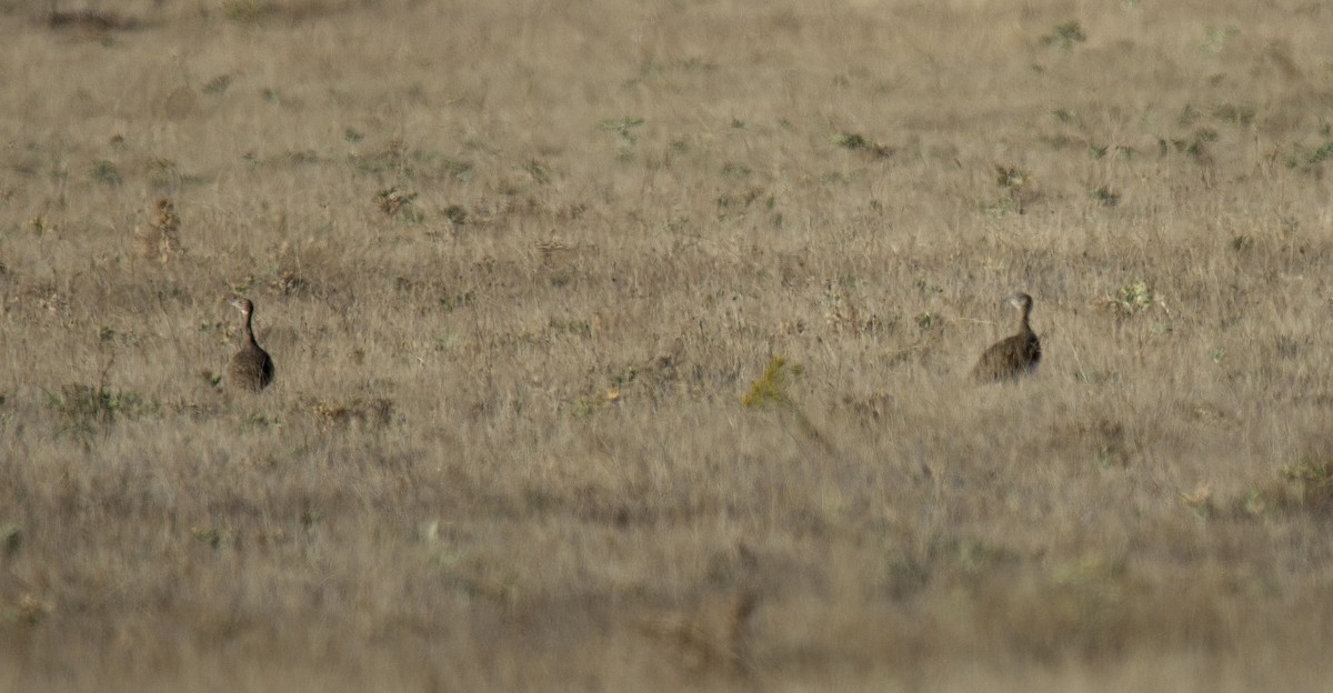 Little Bustard - ML360043191