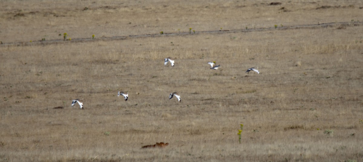 Little Bustard - ML360043211