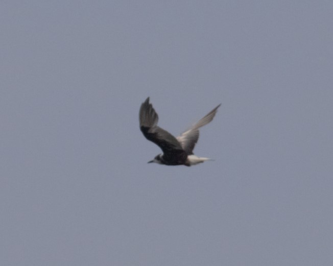 White-winged Tern - ML360044881